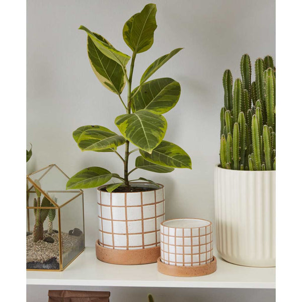 Grid Line Pot With Saucer