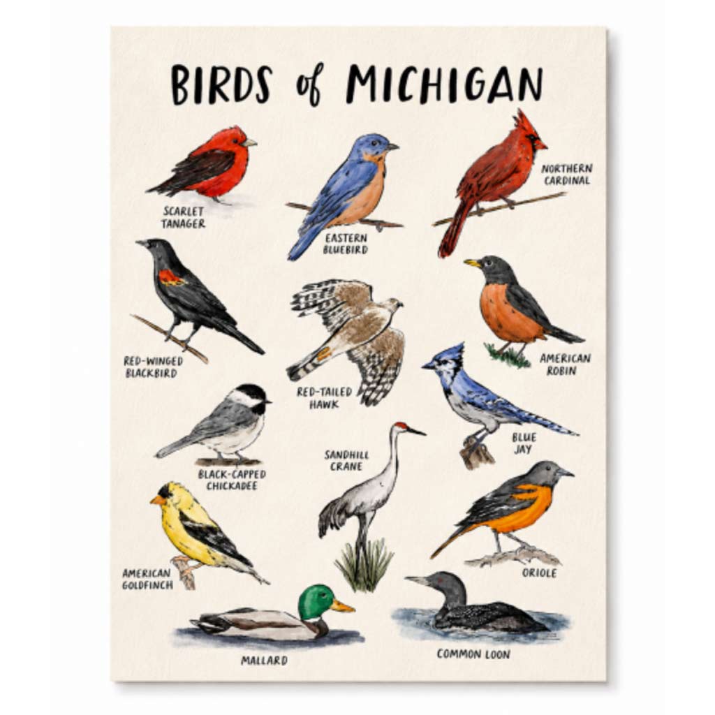 Birds of Michigan Art Print 8x10