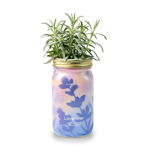 Herb Garden Jar Planter Kits - City Bird