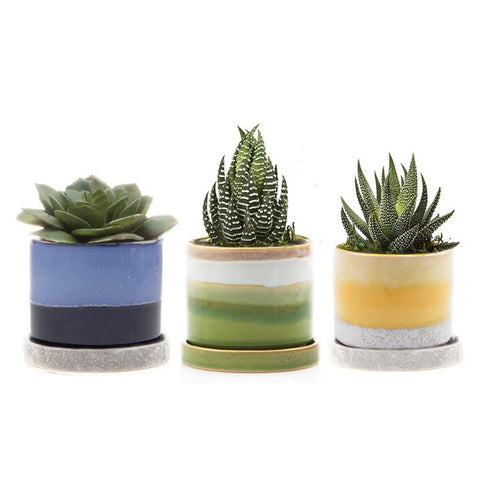 chive ceramic succulents 3" Minute Pot – City Bird