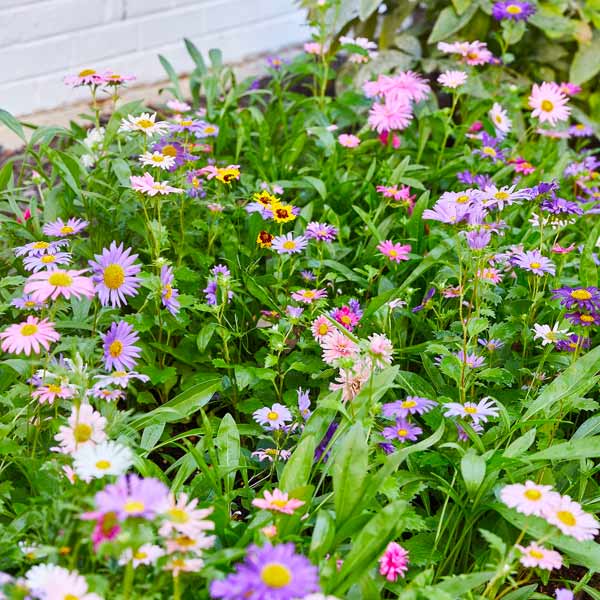 Pollinator Seed Pops