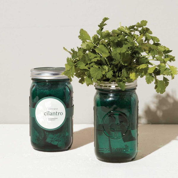 Cilantro Garden Jar Planter Kit - City Bird 