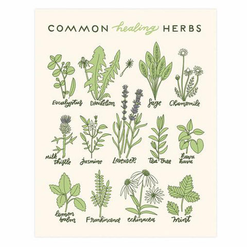 Healing Herbs 11 x 14 Print