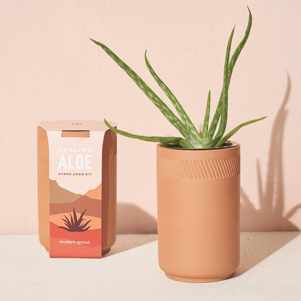 Terracotta Kit - Aloe - City Bird 