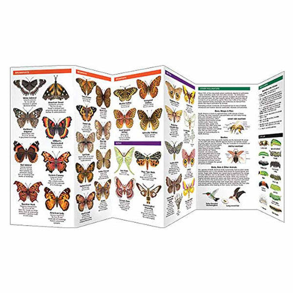 Michigan Butterflies & Pollinators