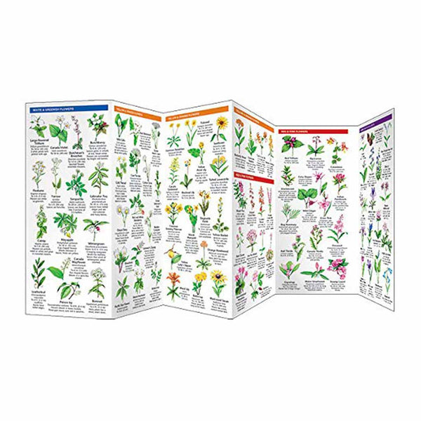 Michigan Trees & Wildflowers - A Folding Pocket Guide