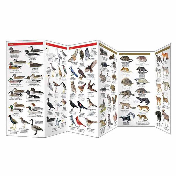 Great Lakes Wildlife - A Folding Pocket Guide
